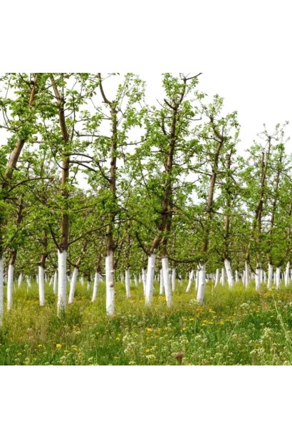 Садовая побелка для деревьев